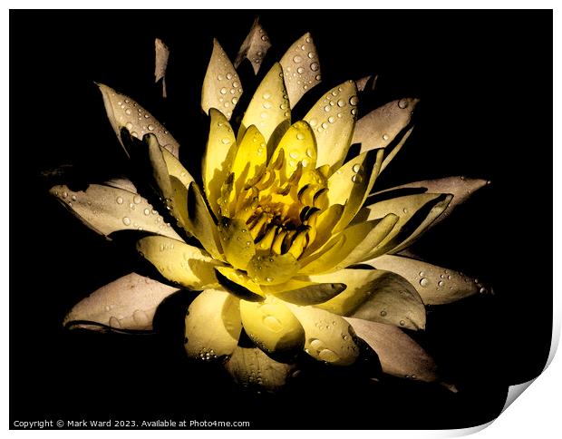 The Glowing Lily Print by Mark Ward