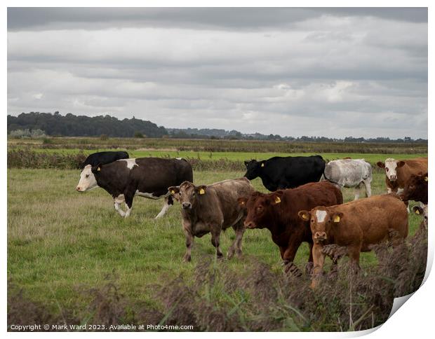A herd of cattle at Pett Level. Print by Mark Ward