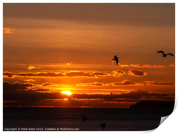 Seagull Sunset Print by Mark Ward