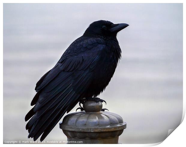 The Crow. Print by Mark Ward