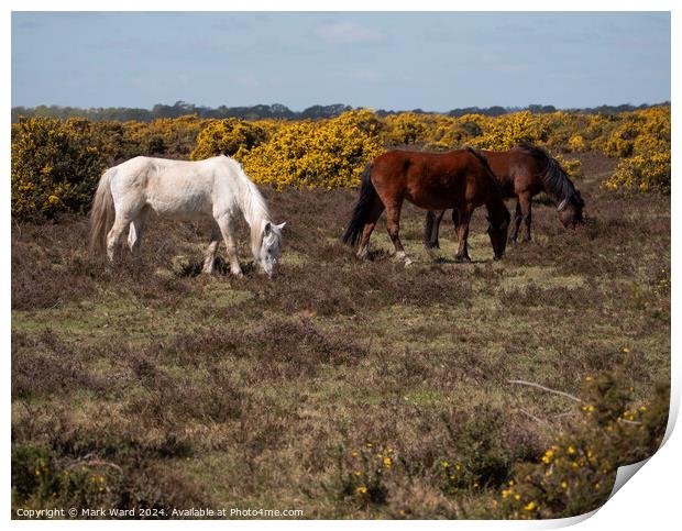 New Forest Ponies. Print by Mark Ward
