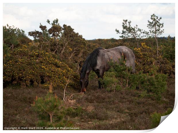 New Forest Encounter. Print by Mark Ward