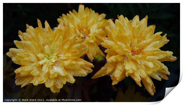 Chrysanthemums after a Shower Print by Mark Ward