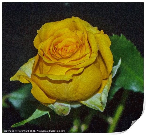 Yellow Rose Print by Mark Ward