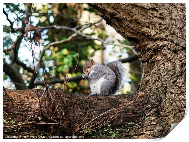 A squirrel having a snack Print by Mark Ward