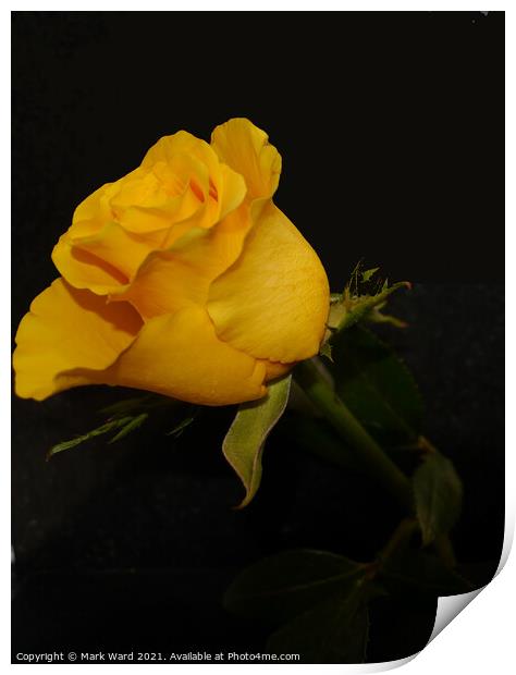 Yellow Rose Print by Mark Ward