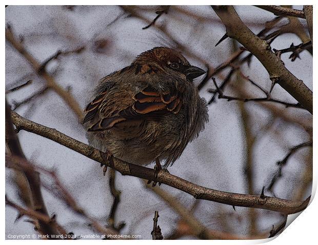 A Tree Sparrow perched in a hedge. Print by Mark Ward