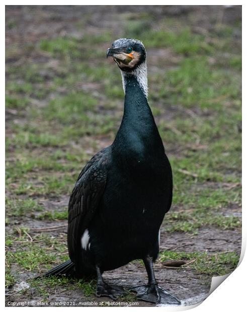 Face to Face with a Cormorant. Print by Mark Ward