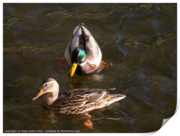 Mallard Pair in the Water. Print by Mark Ward