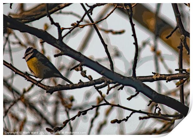 Great Tit in Branches Print by Mark Ward