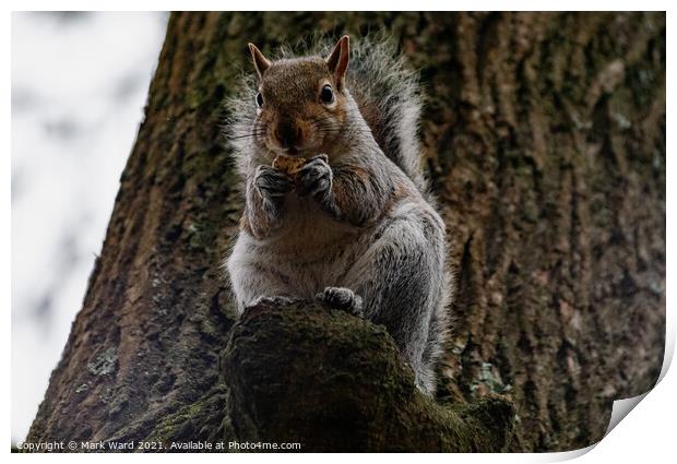 A squirrel Eating and Watching Print by Mark Ward