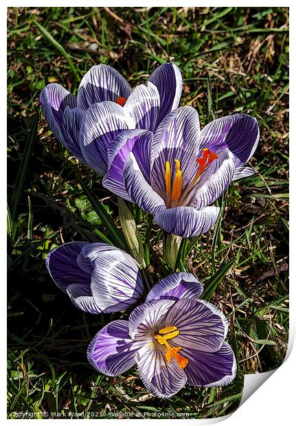 Striped Crocus. Print by Mark Ward