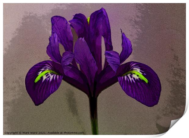 An Iris for your Eye. Print by Mark Ward