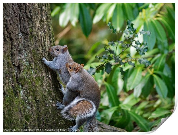 Pleasure for Squirrels. Print by Mark Ward