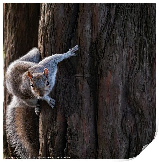 Grey Squirrel in Motion. Print by Mark Ward