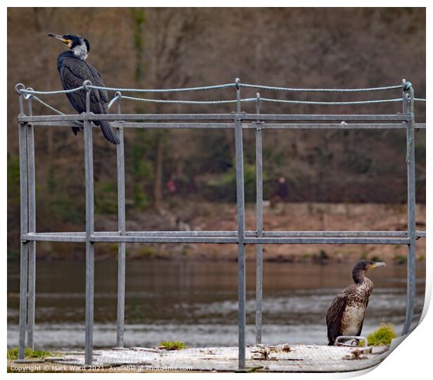 Two Cormorants maintaining Social Distancing. Print by Mark Ward