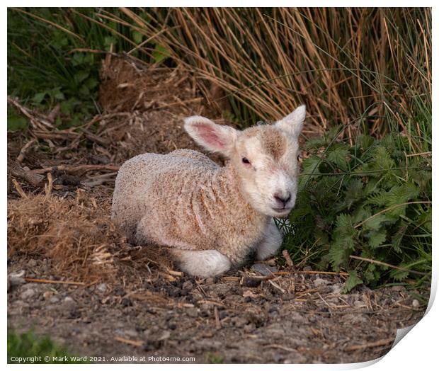 A Lamb in Sussex Print by Mark Ward