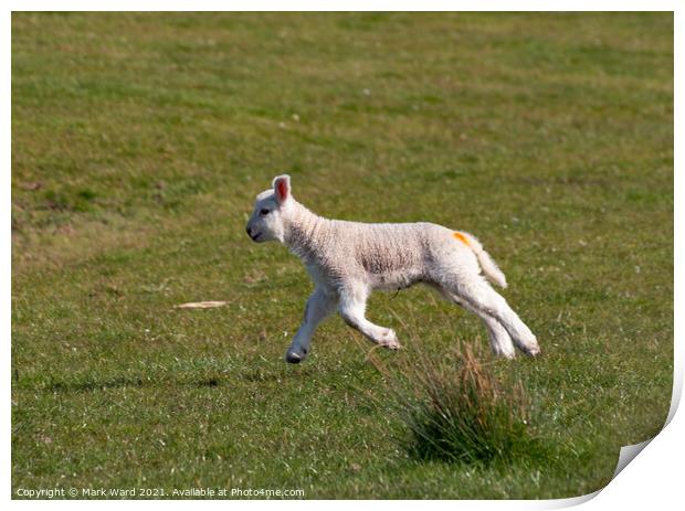 Happy Lamb Print by Mark Ward