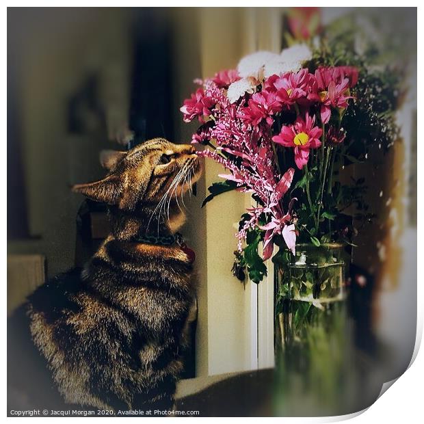 Cat with flower bouquet  Print by Jacqui Morgan