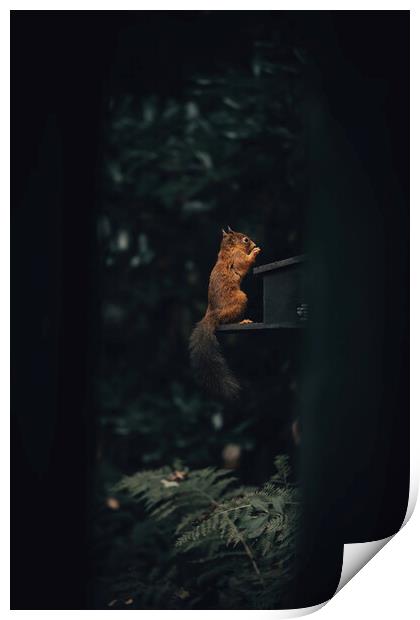 A squirrel sitting in a dark room Print by Jonny Gios