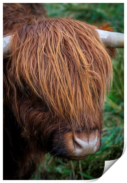 Highland Hair Print by Jonny Gios