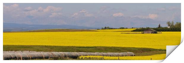 A very large prominent yellow colored canola field Print by PhotOvation-Akshay Thaker