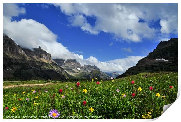 A colorful wild flowers valley Logan Pass, Montana Print by PhotOvation-Akshay Thaker