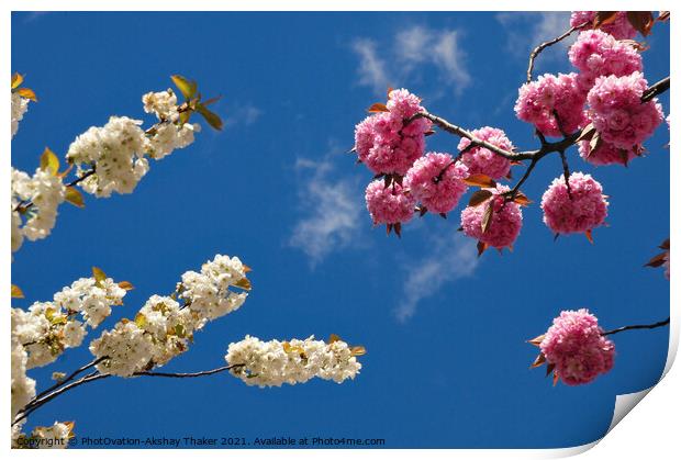 Springs in the sky. Pink and white cherry blossom  Print by PhotOvation-Akshay Thaker
