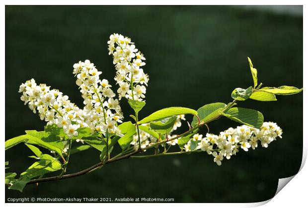 Springtime blossom of white flowers Print by PhotOvation-Akshay Thaker