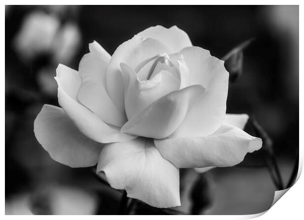 A nice white rose in the garden in black and white Print by Vicen Photo
