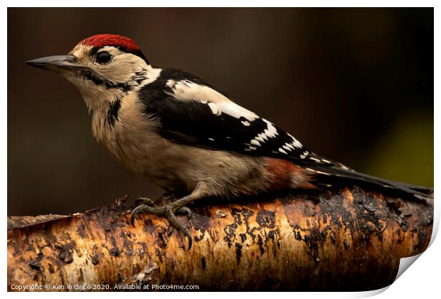 Juvenile Great Spotted Woodpecker Print by Ken le Grice