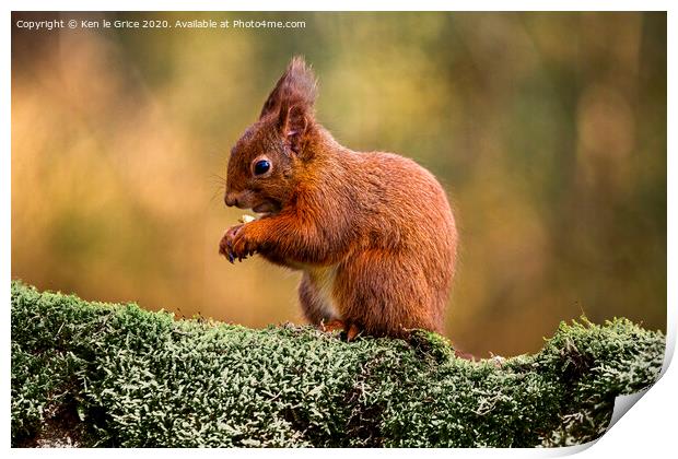 Red Squirrel foraging for food Print by Ken le Grice