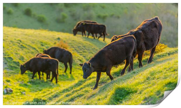 Herd of cows grazing on the South Downs Print by Geoff Smith