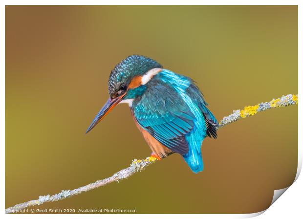 Kingfisher in Winter Print by Geoff Smith