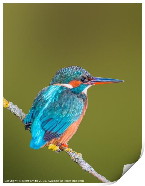 Kingfisher in Winter Print by Geoff Smith
