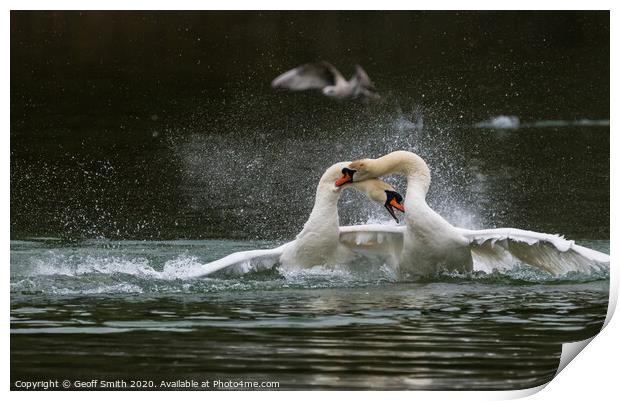 White Mute Swans Fighting Print by Geoff Smith