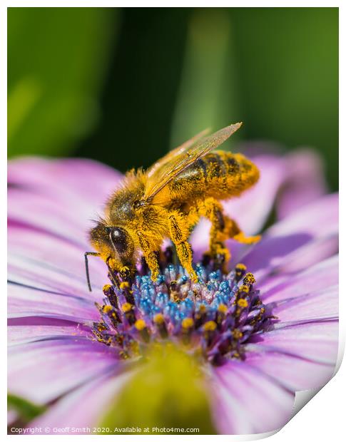 Honey Bee pollinating flowers Print by Geoff Smith