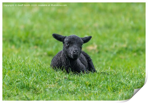 Black lamb resting on grass Print by Geoff Smith