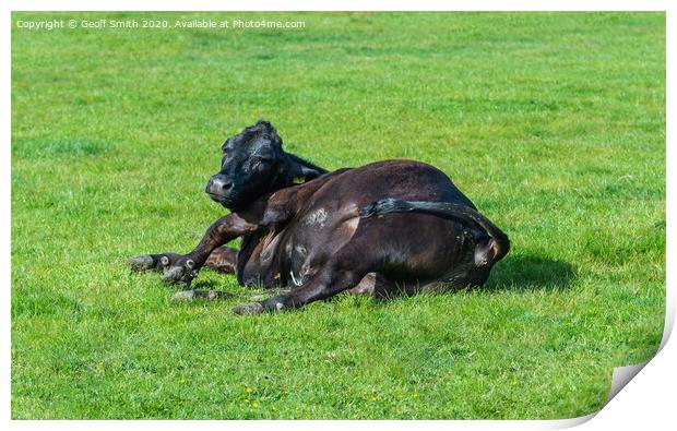 Cow laying in a field Print by Geoff Smith