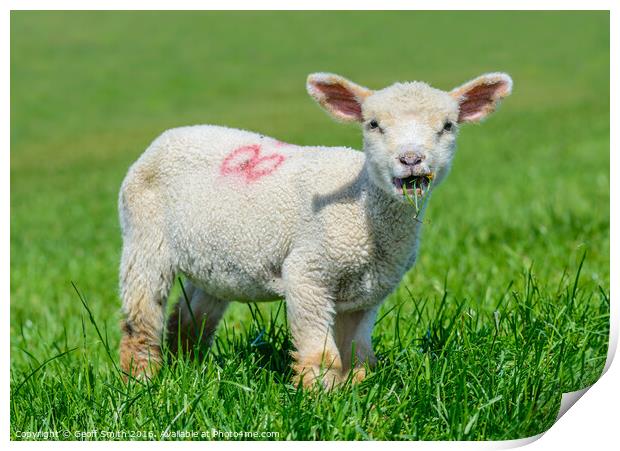 Cute lamb eating grass Print by Geoff Smith