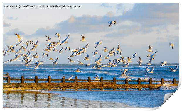 Flock of gulls in flight Print by Geoff Smith