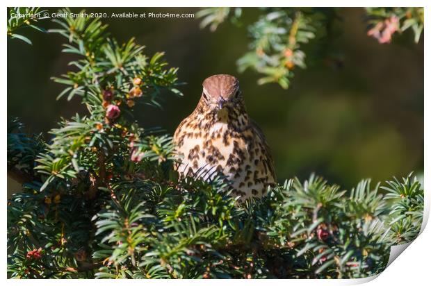 Song Thrush in Winter Print by Geoff Smith