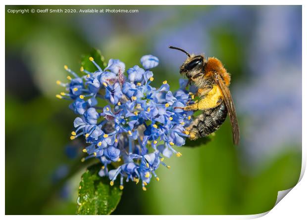 Early Mining Bee Pollinating Print by Geoff Smith