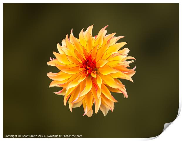 Dahlia Grandalia 'Sunny Flame' Flower  Print by Geoff Smith