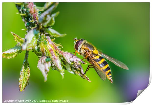 Hoverfly in Summer Print by Geoff Smith