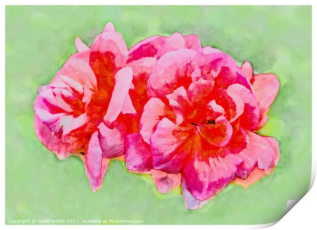 Pinky Red Zonal Geraniums Painterly Print by Geoff Smith