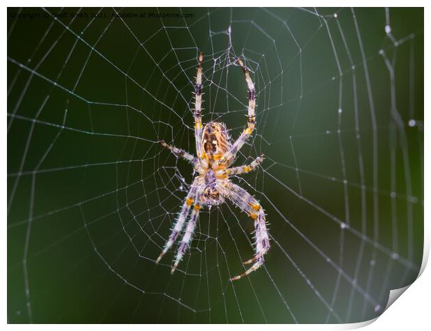 Orb Weaver Spider on a Web Print by Geoff Smith