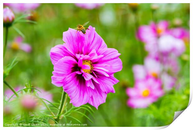 Honey Bee on Pink Cosmos Flower Print by Geoff Smith