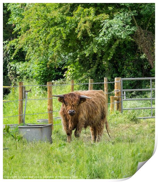 Highland Cow on Lush Green Grass Print by Allan Bell
