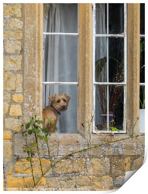 Little doggy in the Window Print by Allan Bell